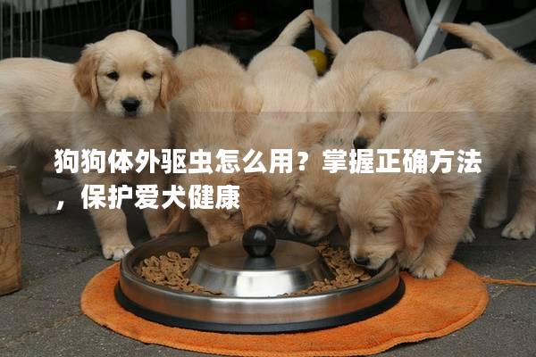 狗狗体外驱虫怎么用？掌握正确方法，保护爱犬健康
