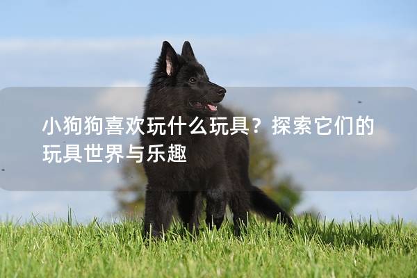 小狗狗喜欢玩什么玩具？探索它们的玩具世界与乐趣