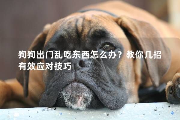 狗狗出门乱吃东西怎么办？教你几招有效应对技巧
