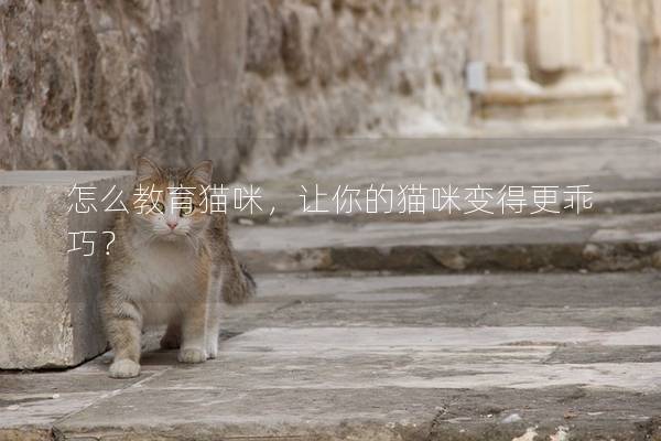 怎么教育猫咪，让你的猫咪变得更乖巧？