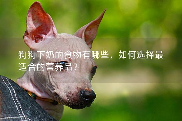 狗狗下奶的食物有哪些，如何选择最适合的营养品？