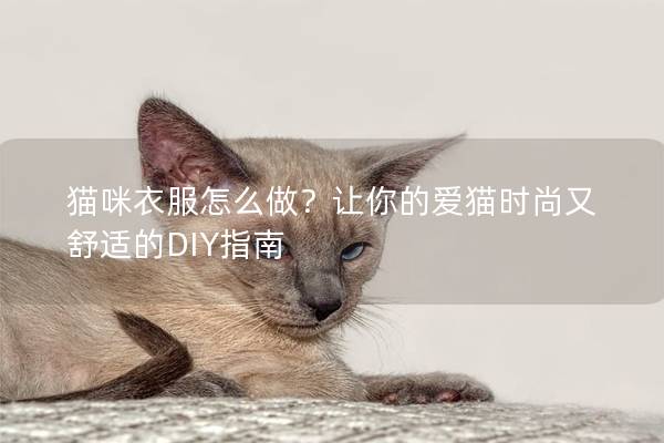 猫咪衣服怎么做？让你的爱猫时尚又舒适的DIY指南