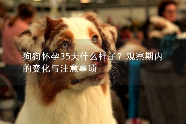 狗狗怀孕35天什么样子？观察期内的变化与注意事项