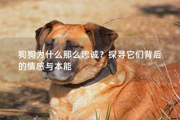狗狗为什么那么忠诚？探寻它们背后的情感与本能