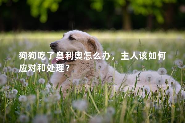 狗狗吃了奥利奥怎么办，主人该如何应对和处理？