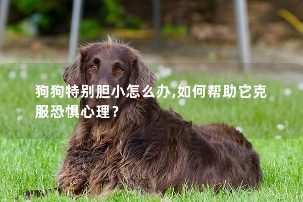 狗狗特别胆小怎么办,如何帮助它克服恐惧心理？