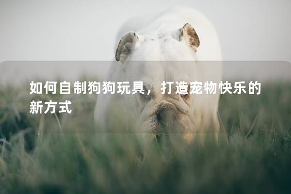 如何自制狗狗玩具，打造宠物快乐的新方式