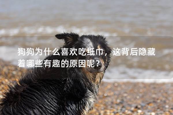 狗狗为什么喜欢吃纸巾，这背后隐藏着哪些有趣的原因呢？