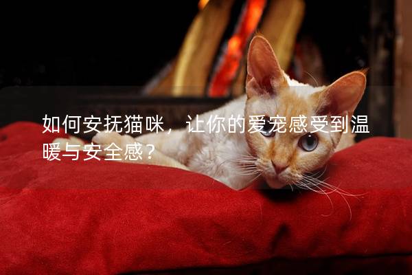 如何安抚猫咪，让你的爱宠感受到温暖与安全感？