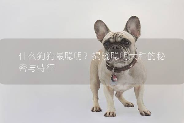 什么狗狗最聪明？揭晓聪明犬种的秘密与特征