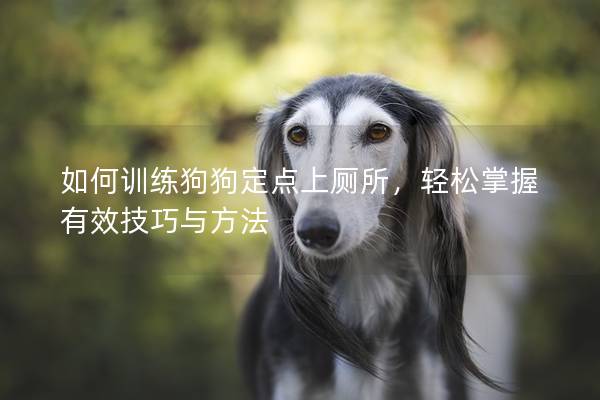 如何训练狗狗定点上厕所，轻松掌握有效技巧与方法
