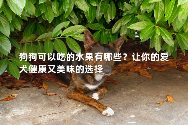 狗狗可以吃的水果有哪些？让你的爱犬健康又美味的选择