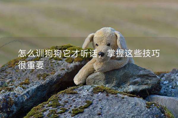 怎么训狗狗它才听话，掌握这些技巧很重要