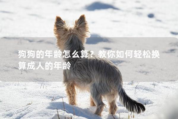 狗狗的年龄怎么算？教你如何轻松换算成人的年龄