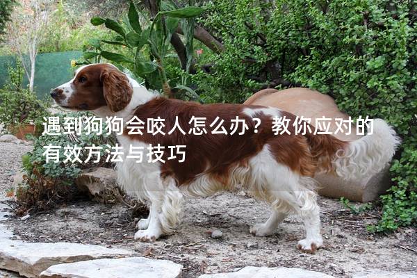 遇到狗狗会咬人怎么办？教你应对的有效方法与技巧