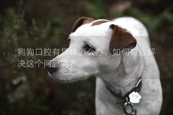 狗狗口腔有异味怎么办，如何有效解决这个问题呢？