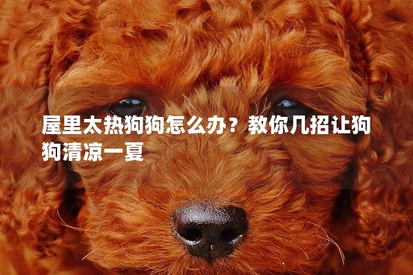 屋里太热狗狗怎么办？教你几招让狗狗清凉一夏