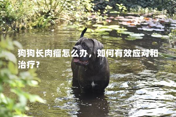 狗狗长肉瘤怎么办，如何有效应对和治疗？