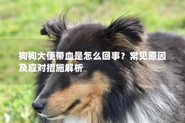 狗狗大便带血是怎么回事？常见原因及应对措施解析