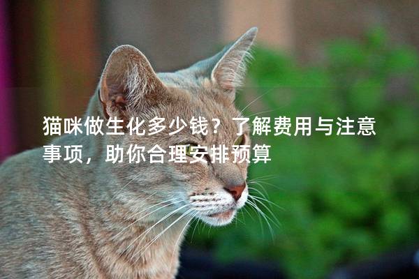 猫咪做生化多少钱？了解费用与注意事项，助你合理安排预算