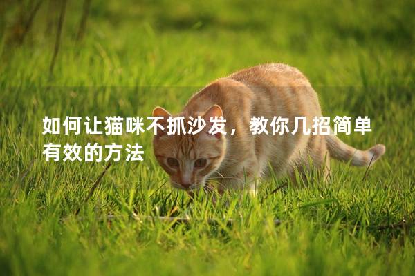 如何让猫咪不抓沙发，教你几招简单有效的方法