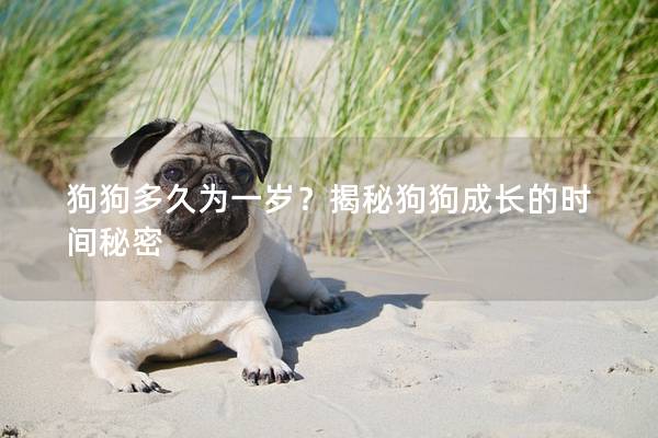 狗狗多久为一岁？揭秘狗狗成长的时间秘密
