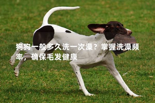 狗狗一般多久洗一次澡？掌握洗澡频率，确保毛发健康