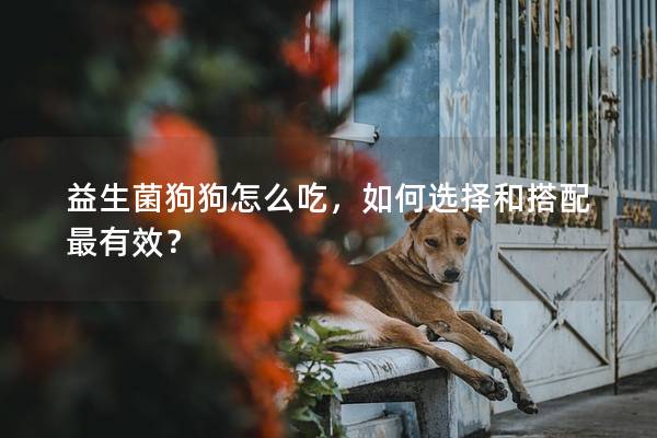 益生菌狗狗怎么吃，如何选择和搭配最有效？