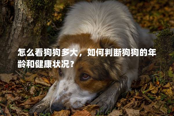 怎么看狗狗多大，如何判断狗狗的年龄和健康状况？