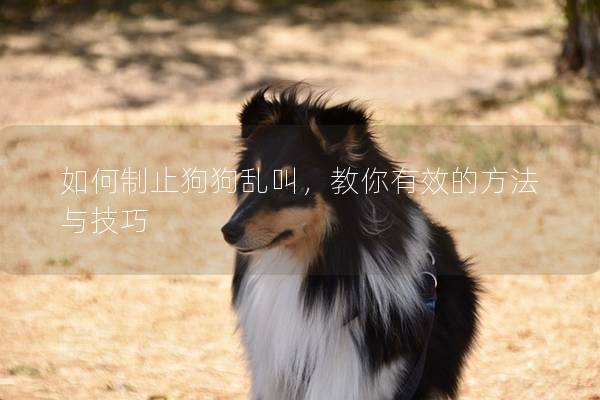 如何制止狗狗乱叫，教你有效的方法与技巧