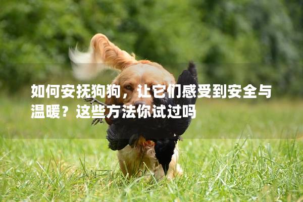 如何安抚狗狗，让它们感受到安全与温暖？这些方法你试过吗