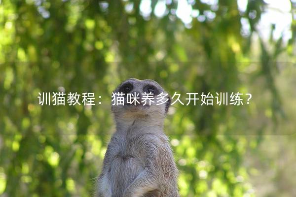 训猫教程：猫咪养多久开始训练？