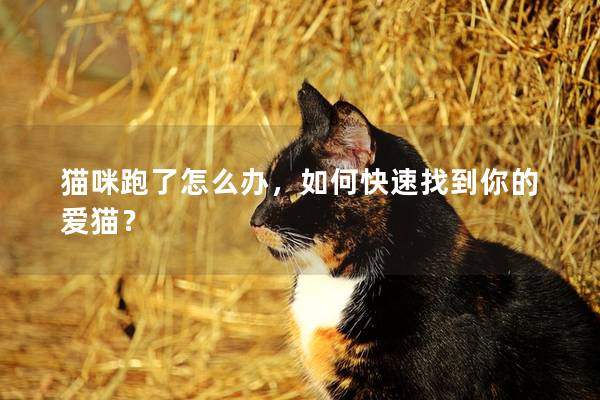 猫咪跑了怎么办，如何快速找到你的爱猫？