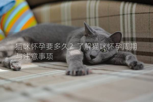 猫咪怀孕要多久？了解猫咪怀孕周期与注意事项
