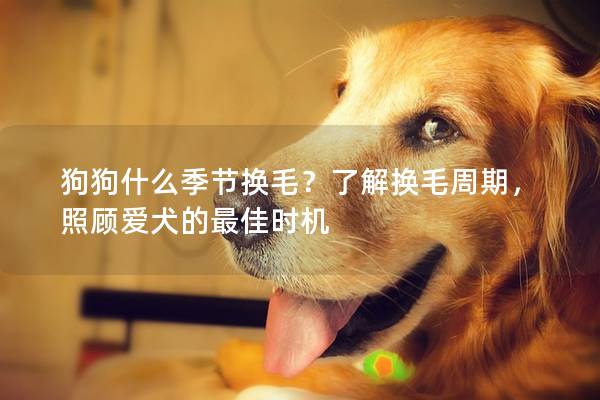 狗狗什么季节换毛？了解换毛周期，照顾爱犬的最佳时机