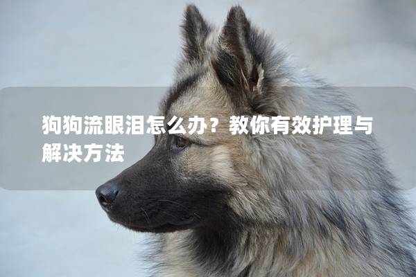 狗狗流眼泪怎么办？教你有效护理与解决方法
