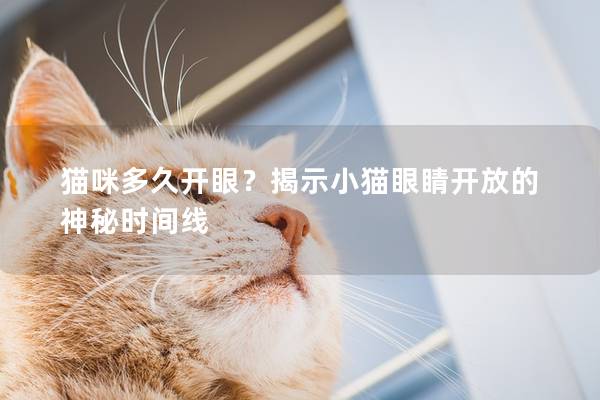 猫咪多久开眼？揭示小猫眼睛开放的神秘时间线