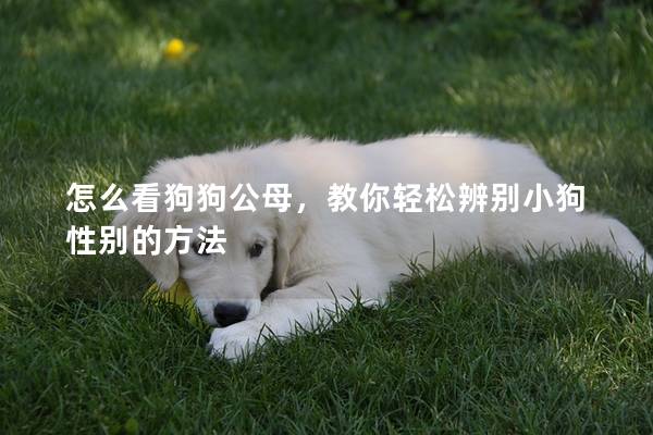 怎么看狗狗公母，教你轻松辨别小狗性别的方法