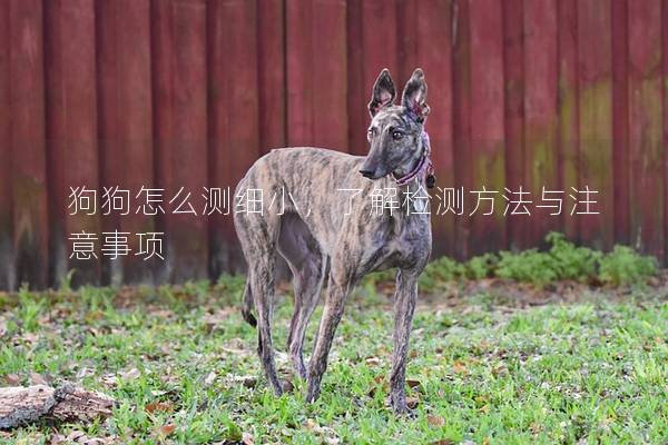 狗狗怎么测细小，了解检测方法与注意事项