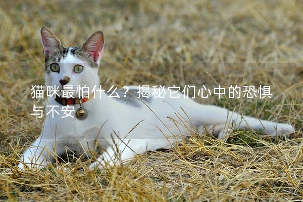 猫咪最怕什么？揭秘它们心中的恐惧与不安