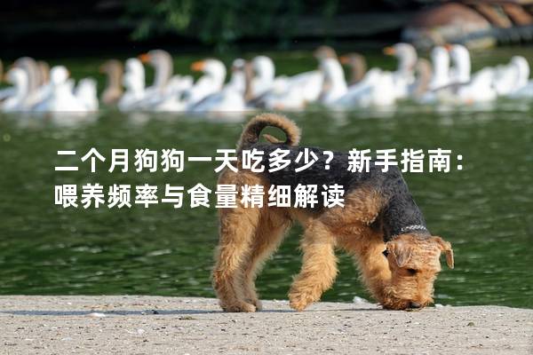 二个月狗狗一天吃多少？新手指南：喂养频率与食量精细解读