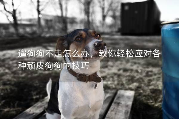 遛狗狗不走怎么办，教你轻松应对各种顽皮狗狗的技巧