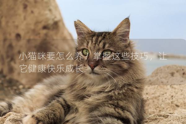 小猫咪要怎么养？掌握这些技巧，让它健康快乐成长
