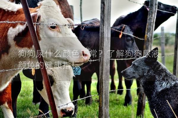 狗狗尿什么颜色正常？了解狗狗尿液颜色的健康指标
