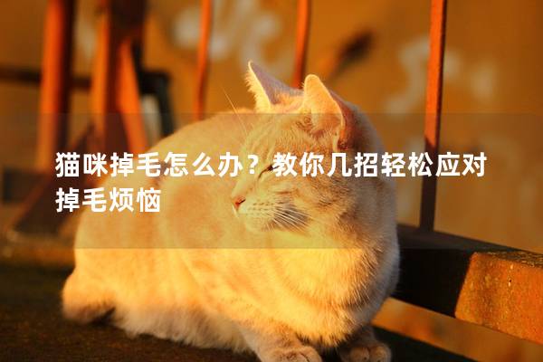 猫咪掉毛怎么办？教你几招轻松应对掉毛烦恼