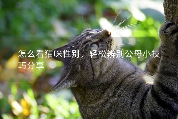怎么看猫咪性别，轻松辨别公母小技巧分享