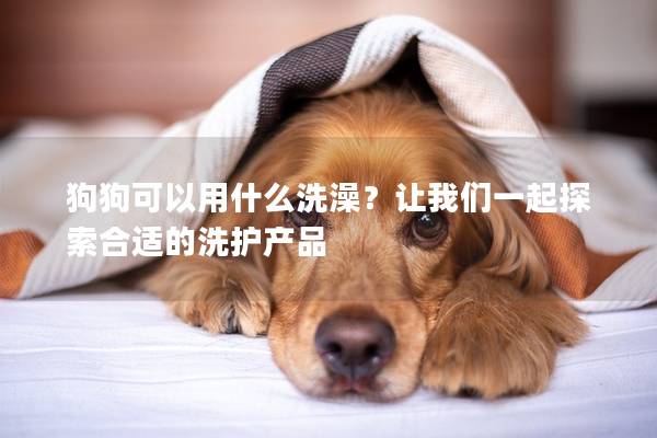狗狗可以用什么洗澡？让我们一起探索合适的洗护产品