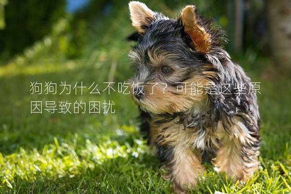 狗狗为什么不吃饭了？可能是这些原因导致的困扰