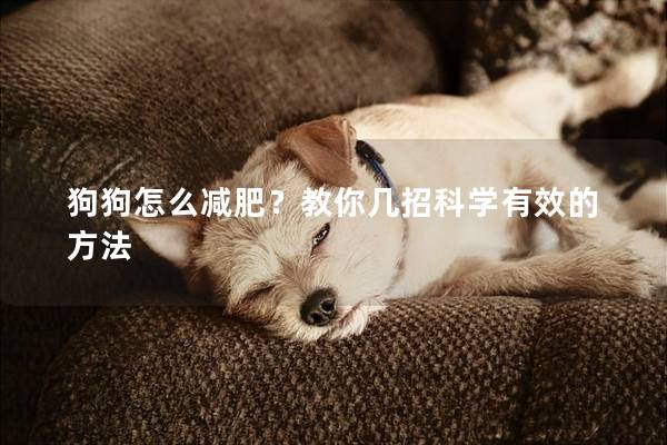 狗狗怎么减肥？教你几招科学有效的方法