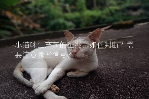 小猫咪生产前的征兆，如何判断？需要注意哪些信号？